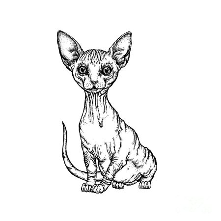 Кот сфинкс рисунок