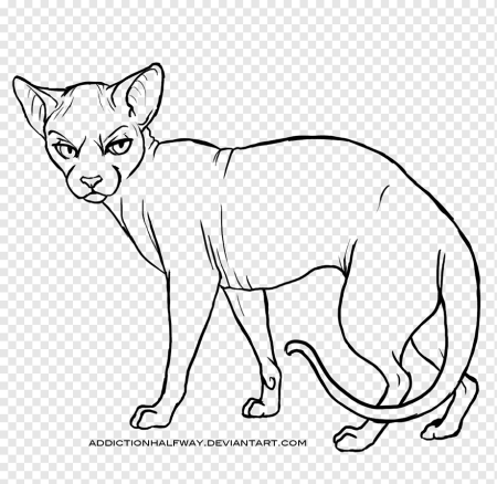 Сфинкс кошка тату эскиз