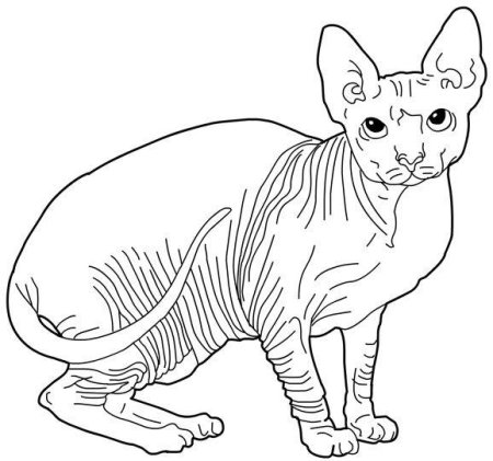 Котенок сфинкс раскраска