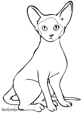 Раскраска кот сфинкс