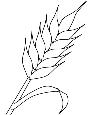 Колосок пшеницы раскраска