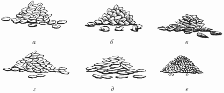 Зерно раскраска