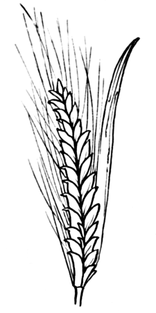 Зерно раскраска