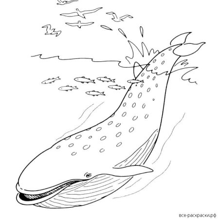 Кит раскраска для детей