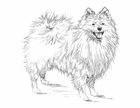 Немецкий шпиц стандарт FCI