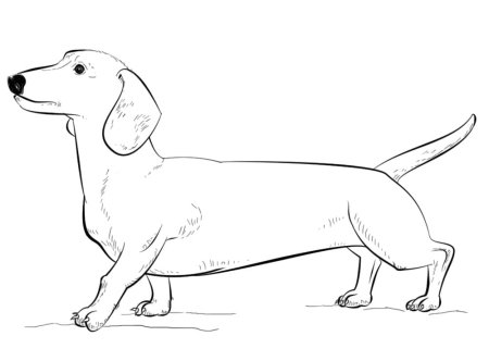 Такса в карандаше сбоку