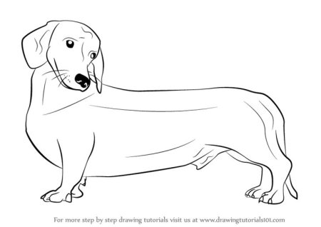 Такса раскраска для детей