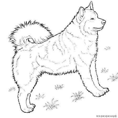 Раскраска лайка