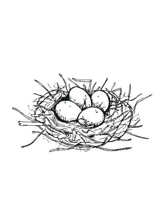 Дерево с гнездом раскраска