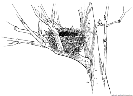 Нарисовать гнездо