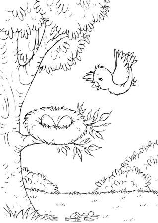 Гнездо раскраска для детей