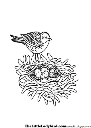 Раскраска гнездо птицы