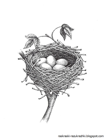 Раскраска птенцы в гнезде