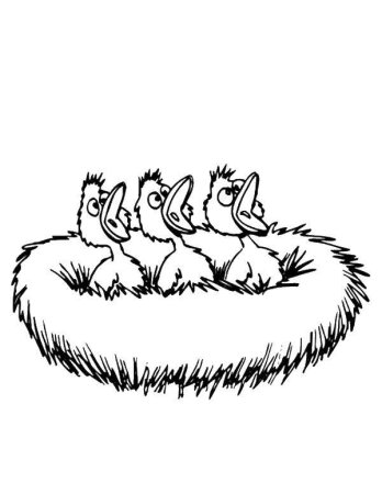 Раскраска птенчики в гнезде