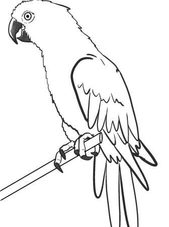 Попугай ара раскраска