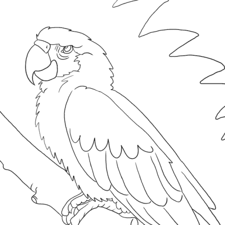 Нарисовать попугая жако