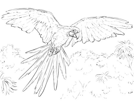 Голубой ара раскраска