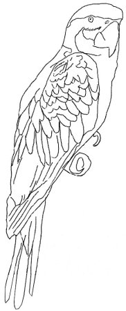 Раскраски Рио