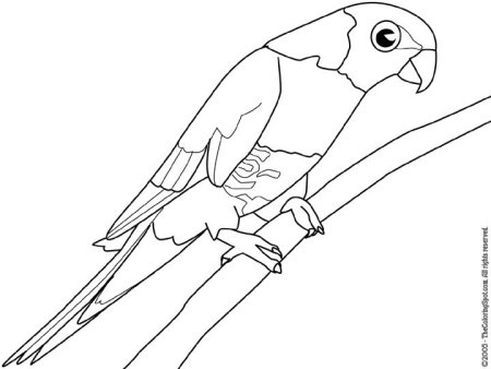 Попугай рисунок
