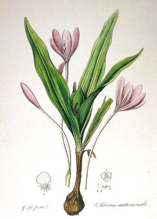 Безвременник великолепный клубнелуковица рисунок