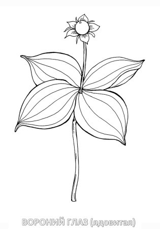 Вороний глаз ягода раскраска