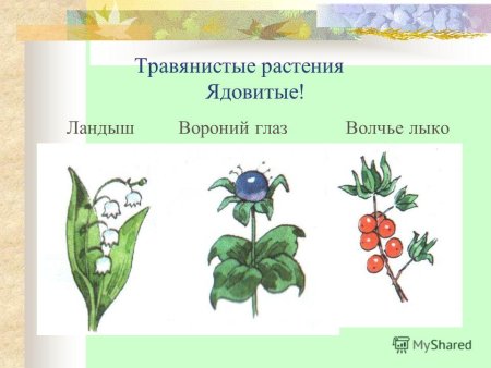 Корневище Вороньего глаза