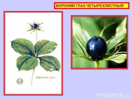 Вороний глаз ягода