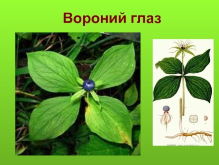 Вороний глаз растение