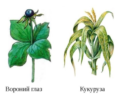 Ядовитое растение Вороний глаз нарисовать