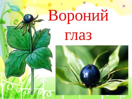 Ядовитые растения раскраска