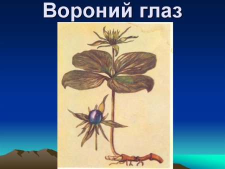 Вороний глаз для детей