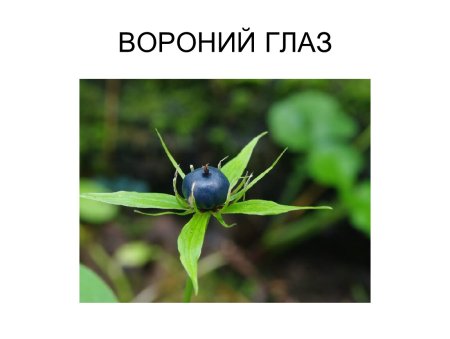 Корневище Вороньего глаза