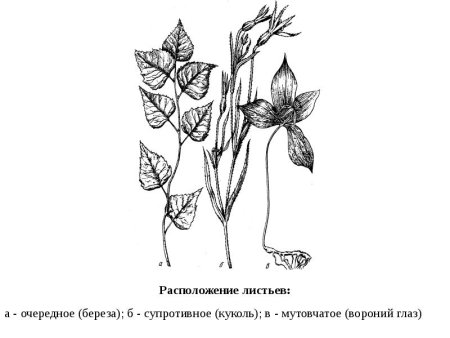 Вороний глаз