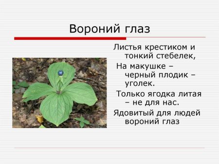 Вороний глаз на белом фоне