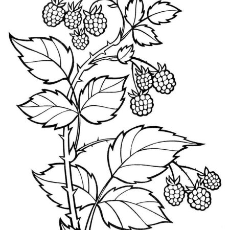 Малина кустарник