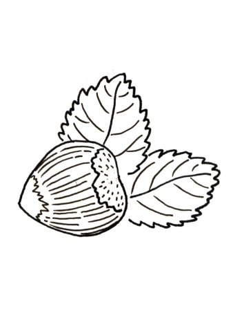 Орех грецкий