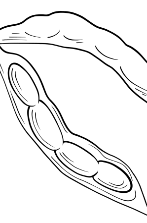 Раскраска фасоль, горох , Бобы