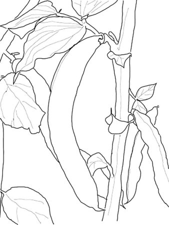 Фасоль раскраска