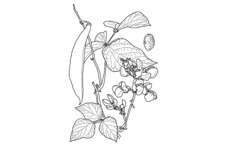 Фасоль раскраска