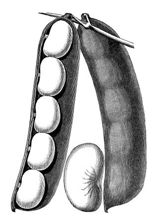 Бобы раскраска для детей