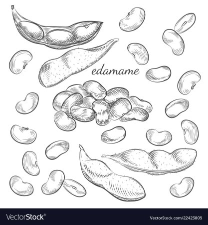 Фасоль раскраска для детей