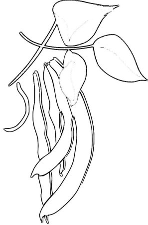 Фасоль иконка