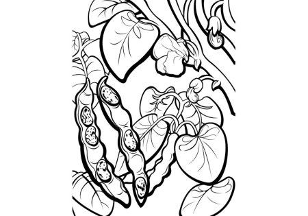 Стручок раскраска для детей