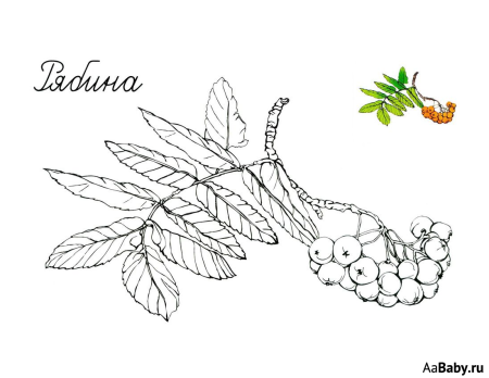 Ветка рябины для раскрашивания