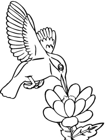 Птицы. Раскраска