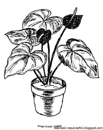 Раскраска комнатные растения для детей