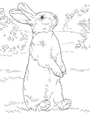 Раскраска зайчик