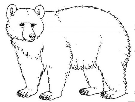 Медведь раскраска