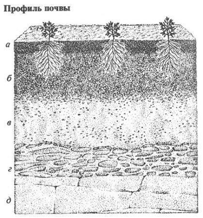 Почвенный разрез