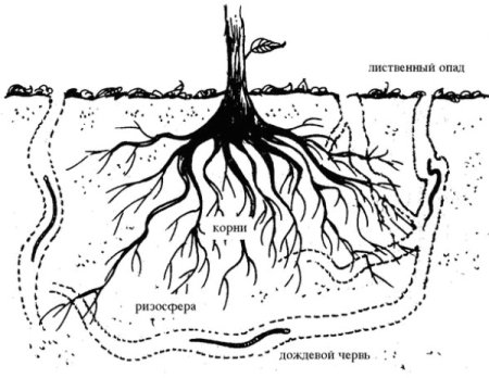 Почва раскраска для детей